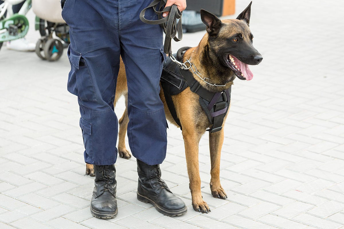 Canine Security & K9 Agents